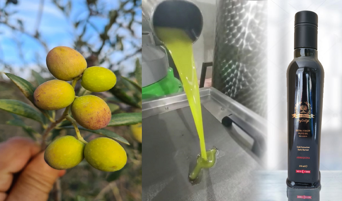 soğuk sıkım zeytin yağı üretimi